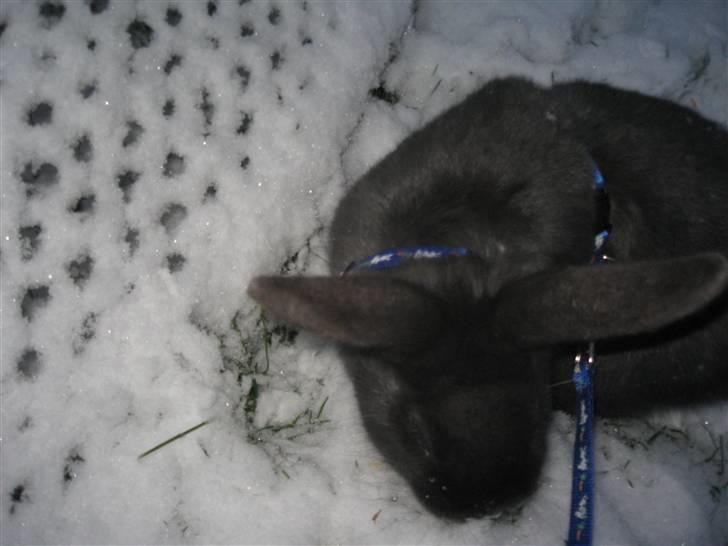 Kanin Greyi billede 7