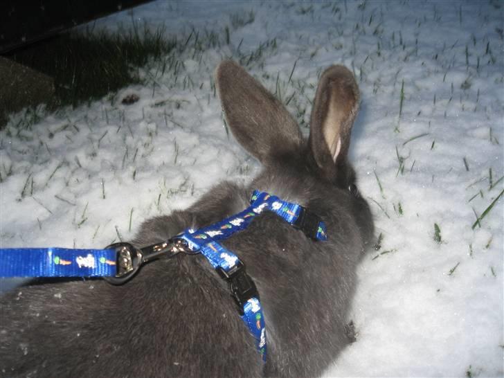 Kanin Greyi billede 8