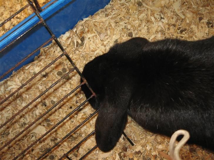 Kanin Pearl billede 5