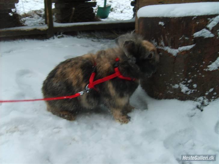 Kanin LH-Rabit's Bombaje  billede 2