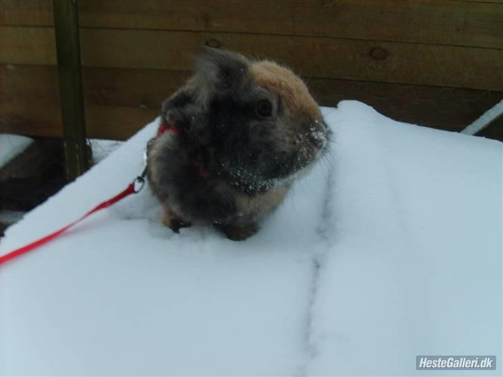 Kanin LH-Rabit's Bombaje  billede 3