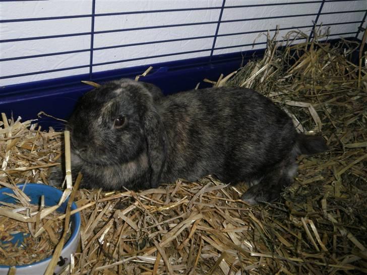 Kanin Ninus - 1) Velkommen til Ninus profil:D billede 1