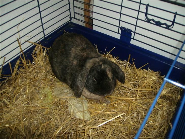 Kanin Ninus - 2) Kanuzzen i sit inde bur..<3 billede 2