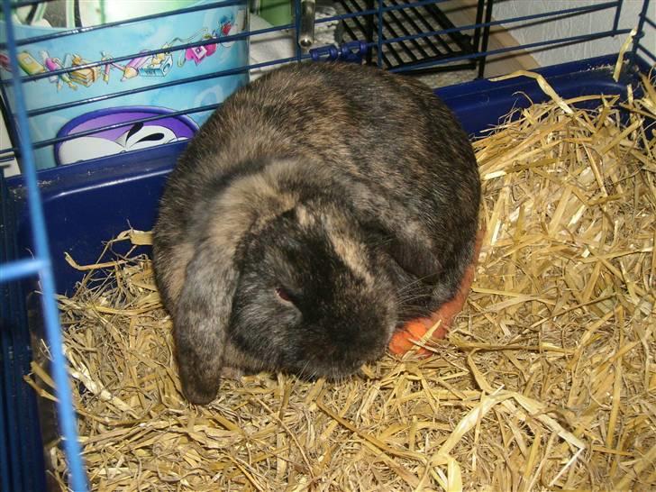 Kanin Ninus - 3) billede 3