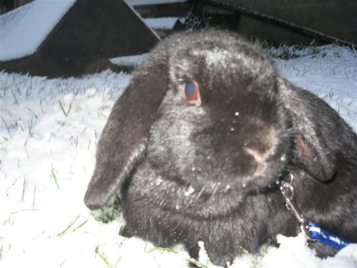 Kanin Pearl billede 6