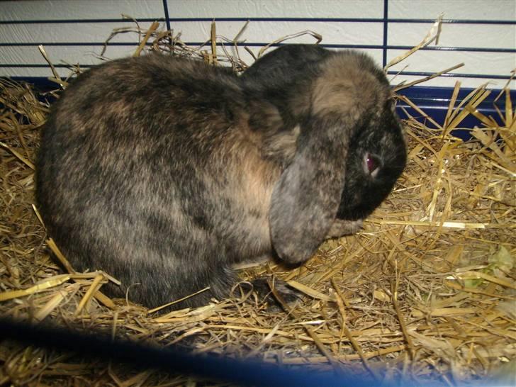 Kanin Ninus - 4) Ninus vasker sig:P billede 4