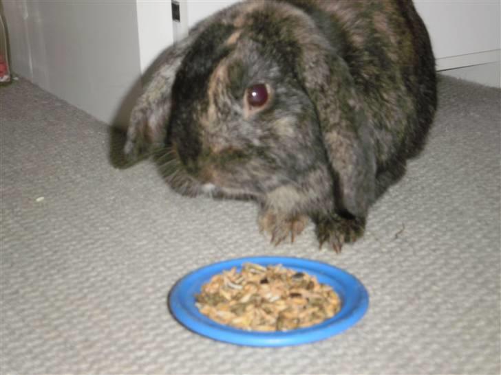 Kanin Ninus - 5) billede 5