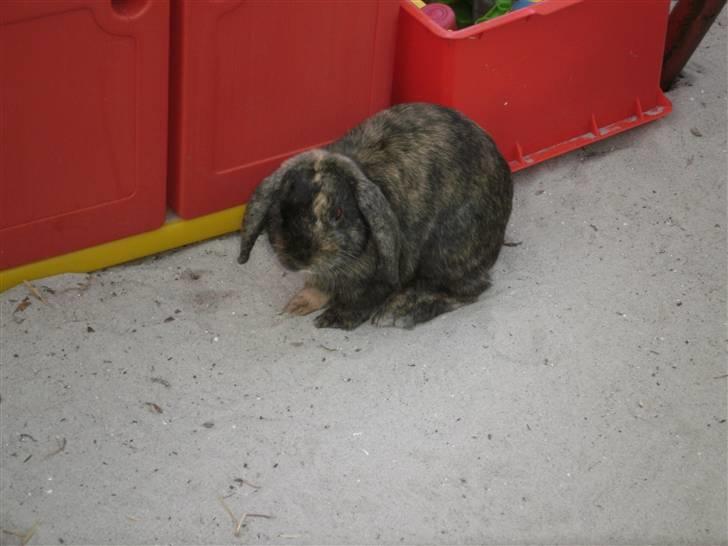 Kanin Ninus - 6) Ninus ligger udenfor i sandet;o) billede 6