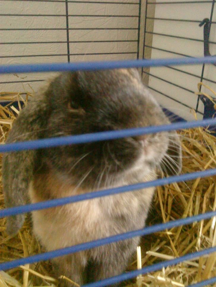 Kanin Ninus - 7)  "Er jeg ikke sød"?:D billede 7