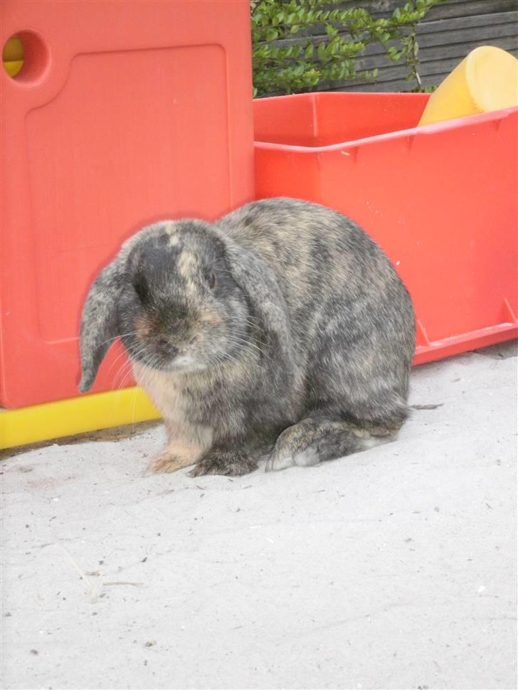 Kanin Ninus - 8) <33 billede 8