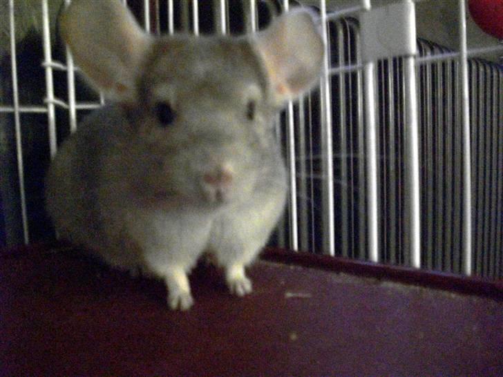 Chinchilla Dolce R.I.P min elskede ! - Heeeeeeeeej :D billede 1