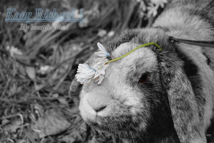 Kanin (DV) Kong Richard I  |Møffe| - Min smukke Møffe <3 billede 6