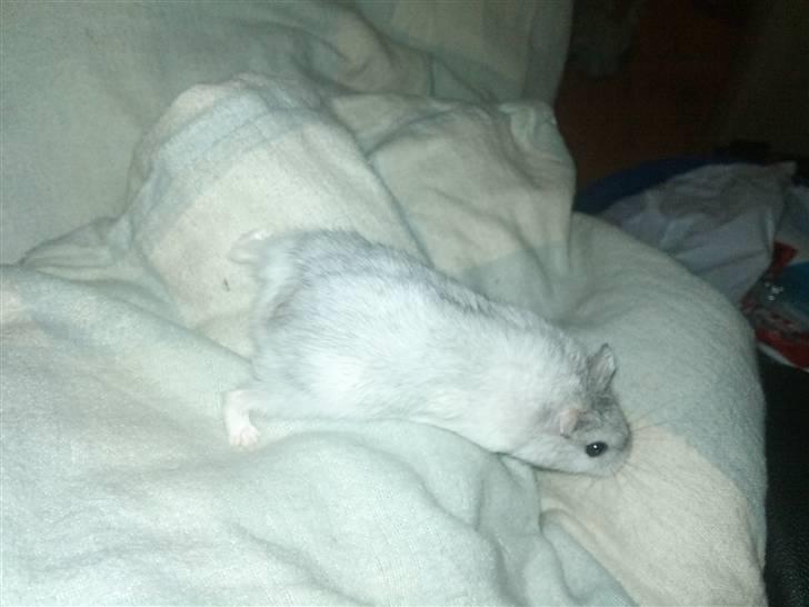 Dværghamster Dinnes  billede 6