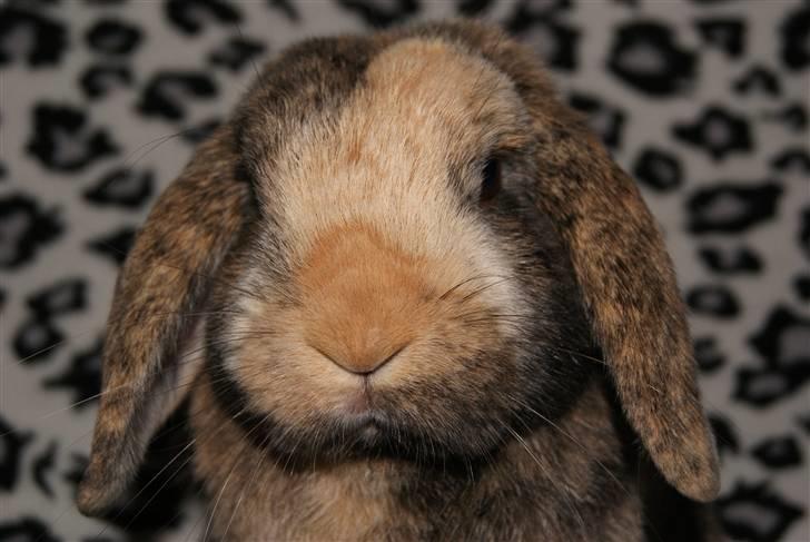 Kanin (DV) Kong Richard I  |Møffe| - Elsker min lille møffe man... :D billede 9