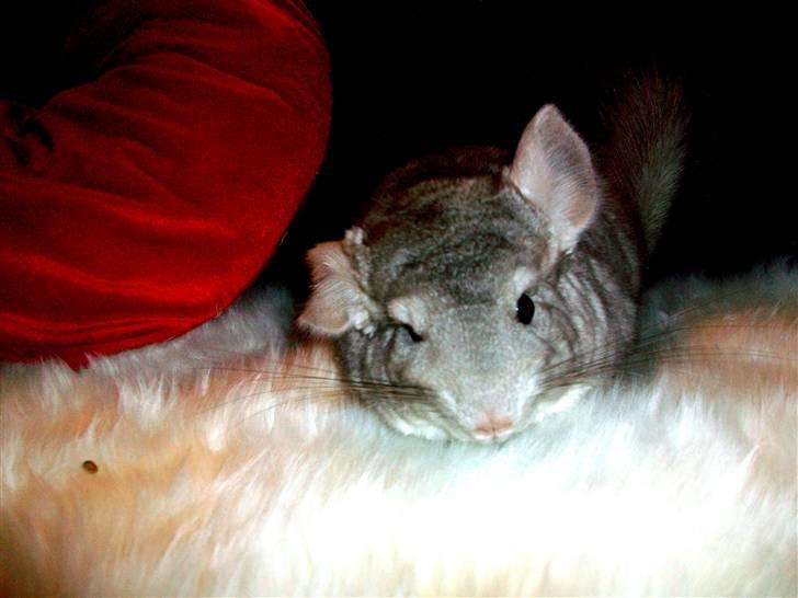 Chinchilla Dolce R.I.P min elskede ! - så faldt den lille model i søvn :D billede 2