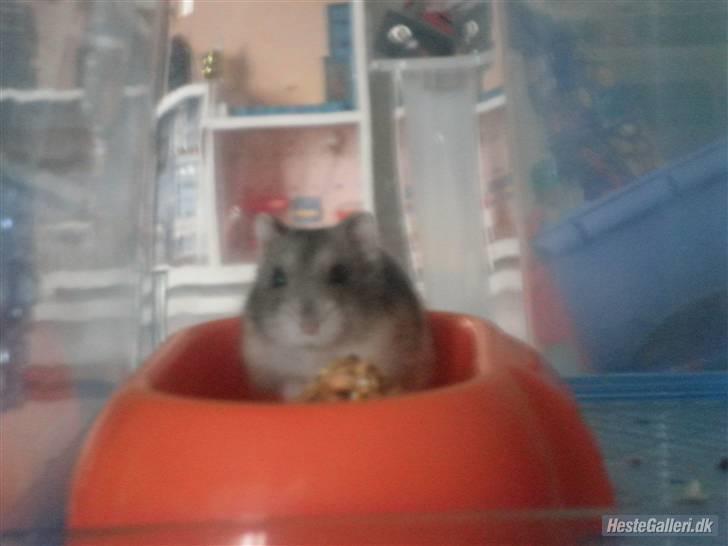Dværghamster FredeBos Pancake  - Det er så svært <:´( Ingen hamster kan erstatte dig min skath<3 billede 1