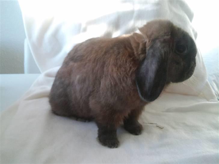 Kanin Victor - Velkommen til Victors profil :) billede 1