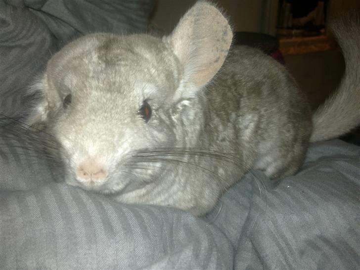 Chinchilla Dolce R.I.P min elskede ! billede 3