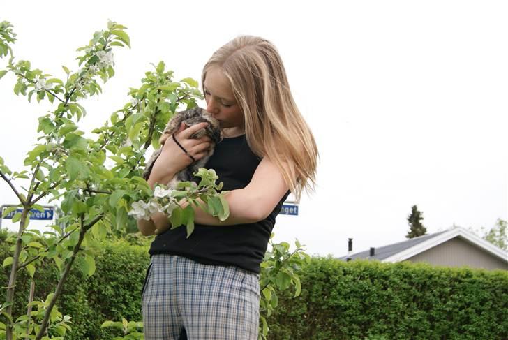 Kanin (DV) Kong Richard I  |Møffe| - Tillykke med fødselsdagen møf møf <3  billede 10