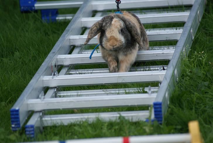 Kanin (DV) Kong Richard I  |Møffe| - Richardo hopper stie :* billede 11