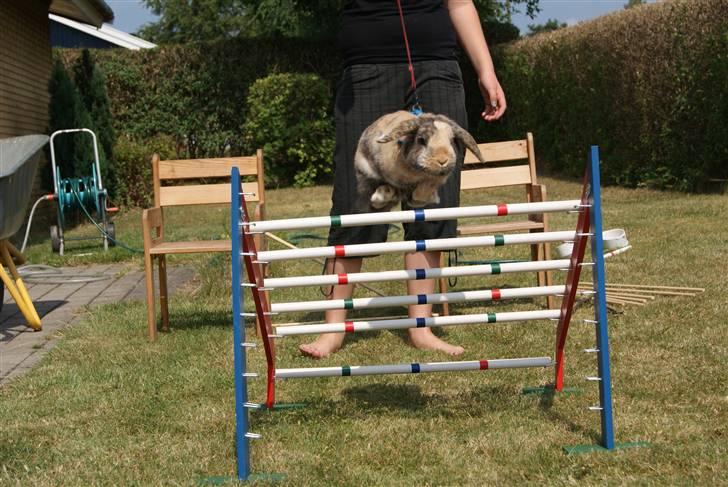 Kanin (DV) Kong Richard I  |Møffe| - Møflingen i sommeren 2011 billede 13