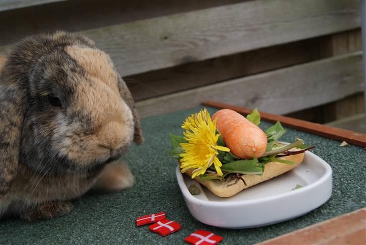 Kanin (DV) Kong Richard I  |Møffe| - SMUKKE !!!!!!!!!! DRENG... TILLYKKE MED FØDSLESDAGEN D. 10/5-11    3 år :D billede 15
