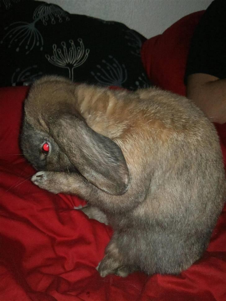 Kanin Victor billede 2