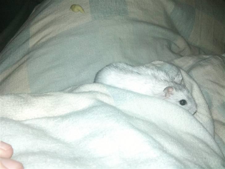 Dværghamster Dinnes  billede 7