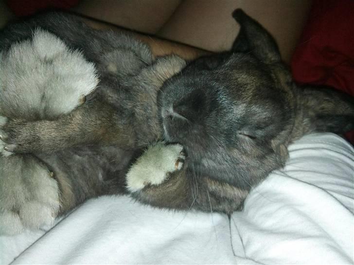 Kanin Victor - Puttegrisen :) billede 3