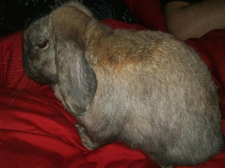 Kanin Victor billede 4