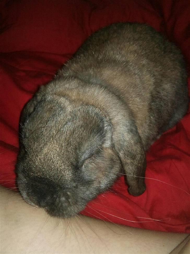 Kanin Victor billede 5