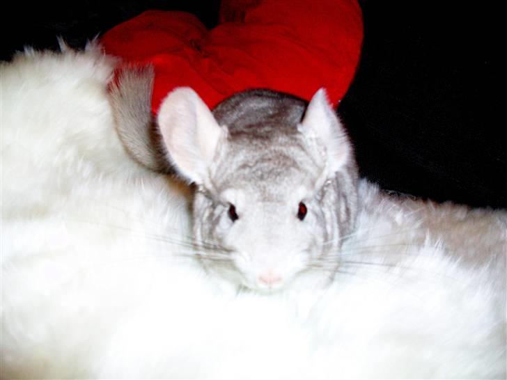 Chinchilla Dolce R.I.P min elskede ! billede 4