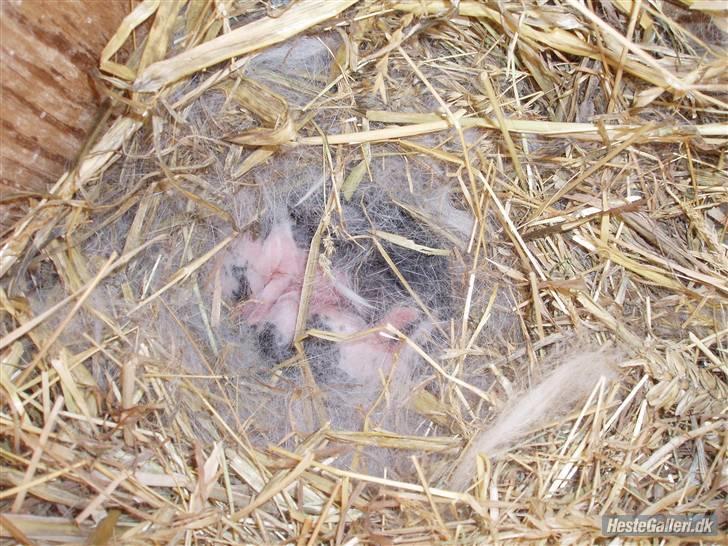 Kanin |DV| Aras´ Kasmira - ca. et halvt døgn gamle billede 16