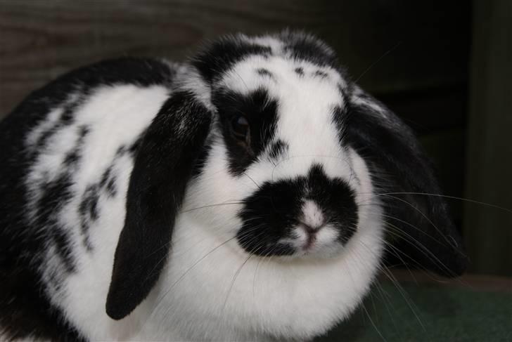 Kanin DV. Nala Cubala - SMUKKE...MODELBILLED ___ Foto: Sara A (MIG) billede 11