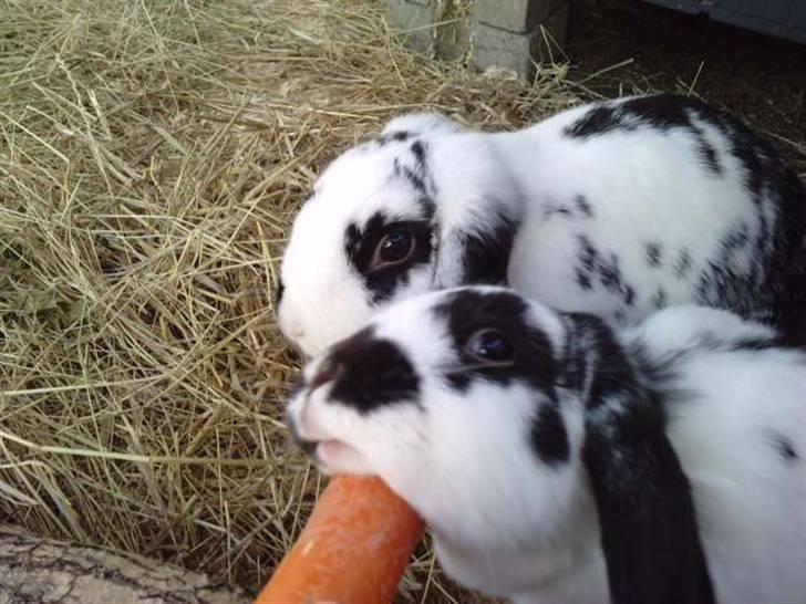 Kanin DV. Nala Cubala - der sidder munden ikke HeHe billede 13