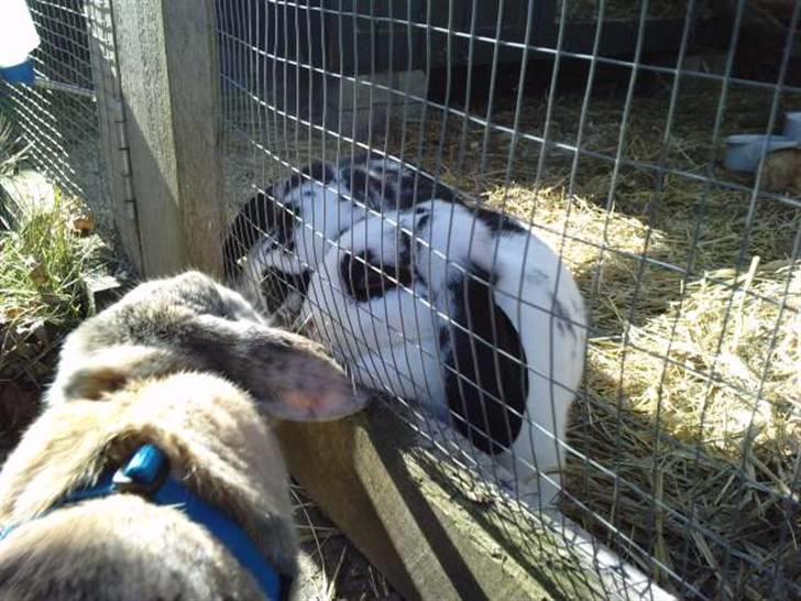 Kanin DV. Nala Cubala - Her får du lige hilst på din Boyfriend xD billede 14