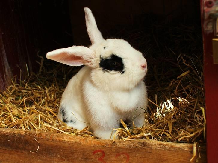 Kanin Zesina R.I.P - 1. Min smukke pige, en uges tid før hun blev aflivet. billede 1