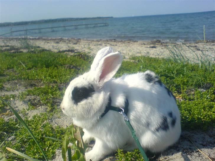 Kanin Zesina R.I.P - 2. Ved havet, det elskede hun. billede 2