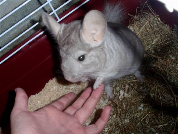 Chinchilla Dolce R.I.P min elskede ! - det bedste sted i verdenen er på moars skuldre ;D billede 5
