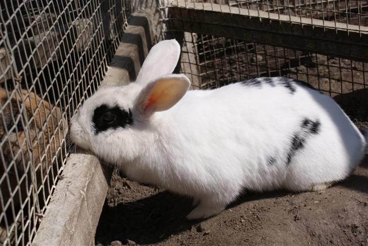 Kanin Zesina R.I.P - 3. billede 3