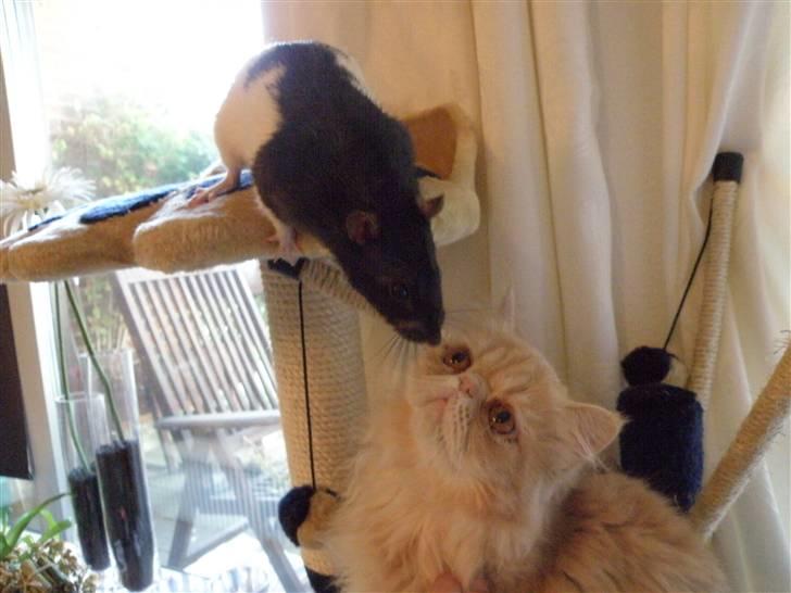 Tamrotte KK's Weed (KK) - KK og hans gode ven, Katten Bailey :) billede 13