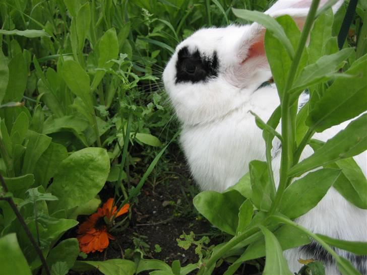 Kanin Zesina R.I.P - 4. billede 4