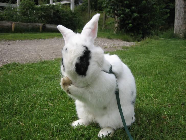 Kanin Zesina R.I.P - 5. billede 5