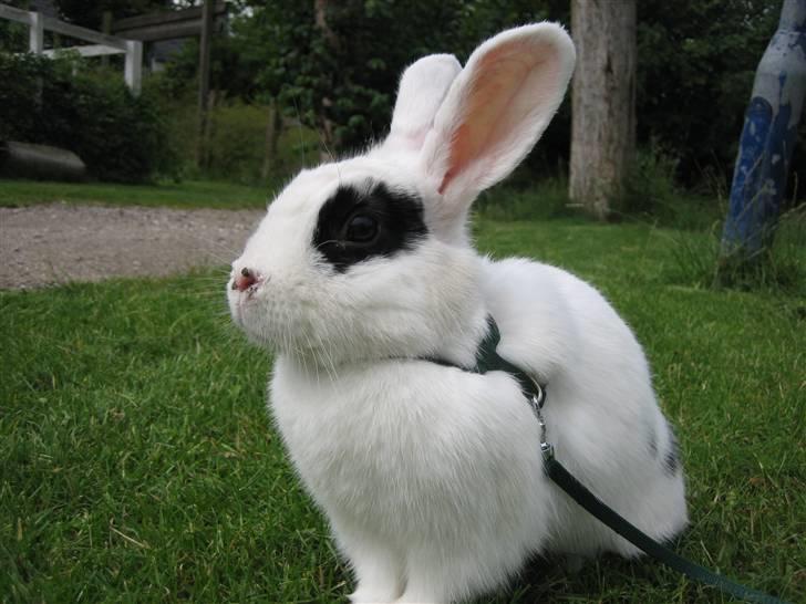 Kanin Zesina R.I.P - 6. Kigger sig omkring :o) - lidt forkølet. billede 6