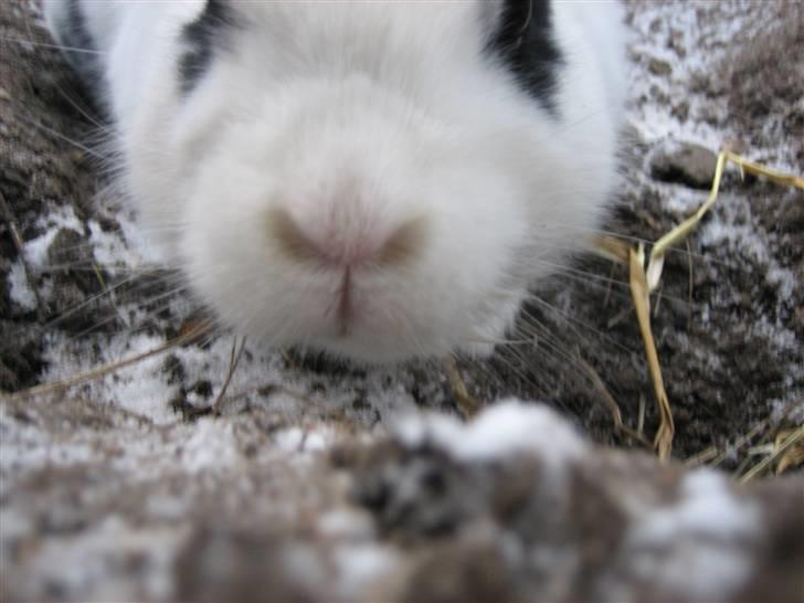 Kanin Zesina R.I.P - 7. Snevejr :o) billede 7