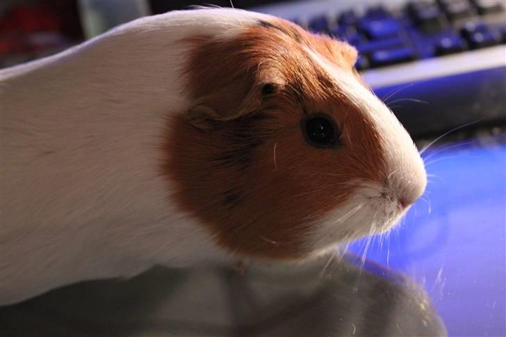 Marsvin Molly *RIP* 14/10 2013 - Velkommen til Mollys profil billede 4