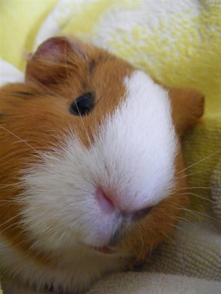 Marsvin Molly *RIP* 14/10 2013 - Er jeg ikke bare sød :) billede 5