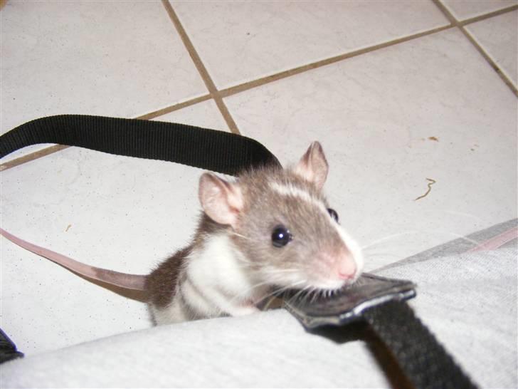 Tamrotte Bims billede 1