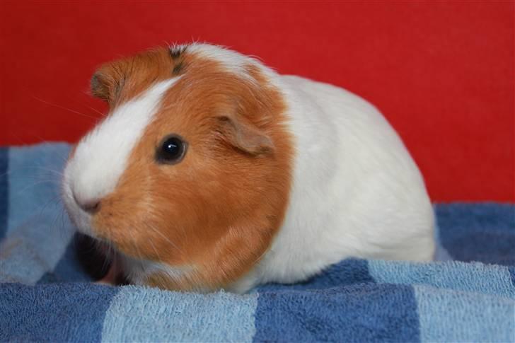 Marsvin Molly *RIP* 14/10 2013 - Jeg har da en lækker farve ikke? billede 6