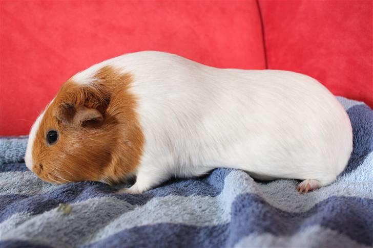 Marsvin Molly *RIP* 14/10 2013 billede 7